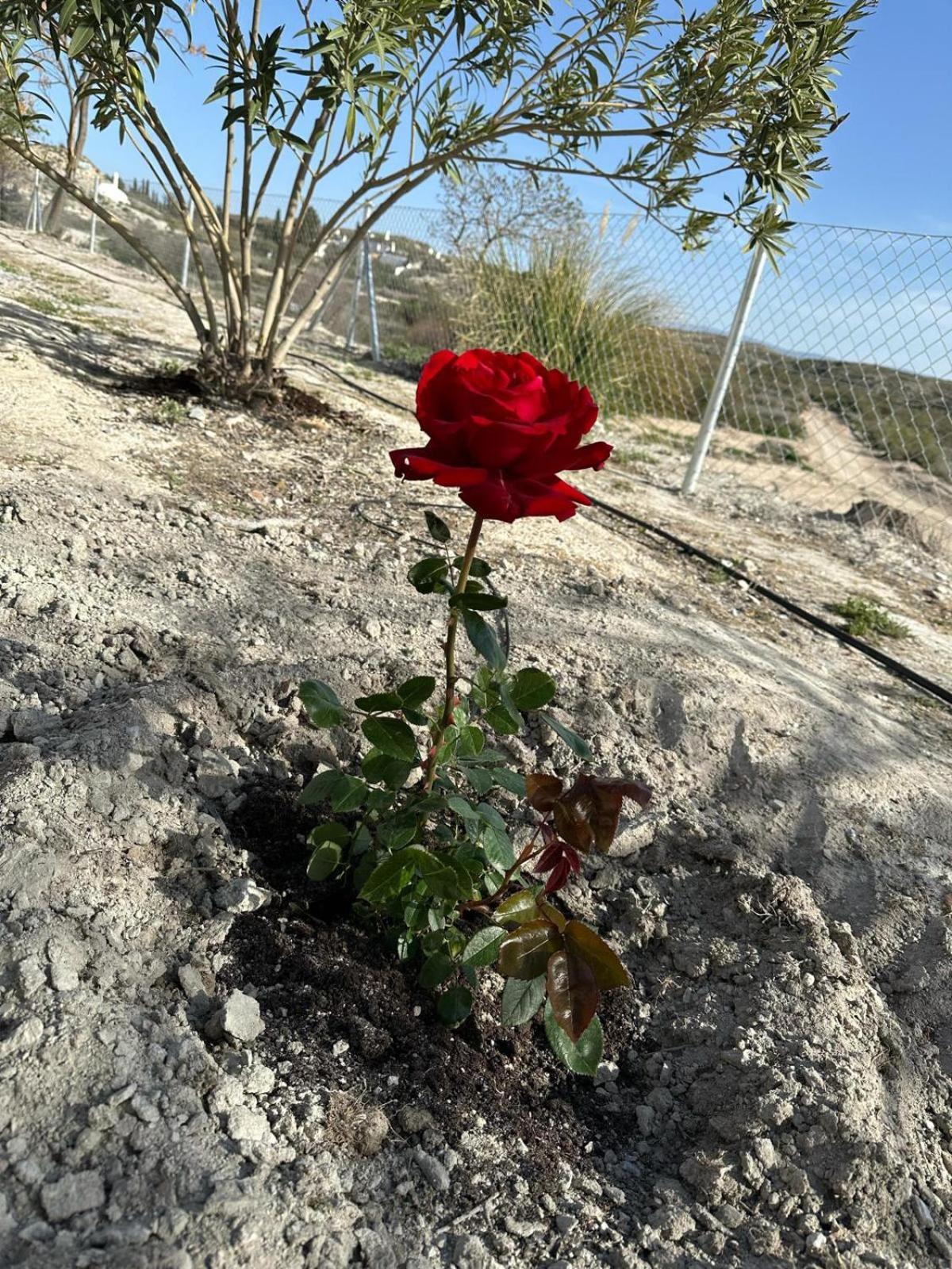 El Aljibete Alojamientos Cuevas Tiana מראה חיצוני תמונה